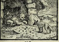 Picture 22 of 61 from Centvm fabvlae ex antiqvis scriptoribus acceptae, et graecis latinisq́; tetrastichis senarijs explicatae (1587), leaf 61