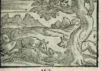 Picture 23 of 61 from Centvm fabvlae ex antiqvis scriptoribus acceptae, et graecis latinisq́; tetrastichis senarijs explicatae (1587), leaf 63