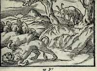 Picture 30 of 61 from Centvm fabvlae ex antiqvis scriptoribus acceptae, et graecis latinisq́; tetrastichis senarijs explicatae (1587), leaf 81