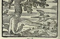 Picture 34 of 61 from Centvm fabvlae ex antiqvis scriptoribus acceptae, et graecis latinisq́; tetrastichis senarijs explicatae (1587), leaf 90