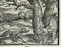Picture 37 of 61 from Centvm fabvlae ex antiqvis scriptoribus acceptae, et graecis latinisq́; tetrastichis senarijs explicatae (1587), leaf 99