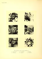 Picture 12 of 17 from The ceramics of Swansea and Nantgarw: a history of the factories. With biographical notices of the artists and others, notes on the merits of the porcelains, the marks thereon, etc (1897), leaf 346