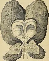 An illustration from Cerebri anatome : cui accessit nervorum descriptio et usus (1664)