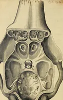 An illustration from Cerebri anatome : cui accessit nervorum descriptio et usus (1664)