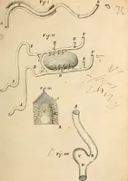 An illustration from Cerebri anatome : cui accessit nervorum descriptio et usus (1664)
