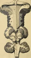 An illustration from Cerebri anatome : cui accessit nervorum descriptio et usus (1664)