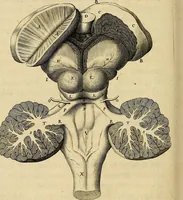 An illustration from Cerebri anatome : cui accessit nervorum descriptio et usus (1664)