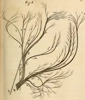 An illustration from Cerebri anatome : cui accessit nervorum descriptio et usus (1664)