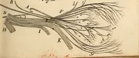 An illustration from Cerebri anatome : cui accessit nervorum descriptio et usus (1664)