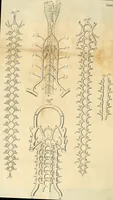 An illustration from Cerebri anatome : cui accessit nervorum descriptio et usus (1664)