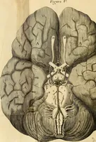 An illustration from Cerebri anatome : cui accessit nervorum descriptio et usus (1664)