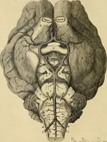 An illustration from Cerebri anatome : cui accessit nervorum descriptio et usus (1664)