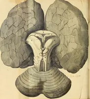 An illustration from Cerebri anatome : cui accessit nervorum descriptio et usus (1664)