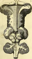 An illustration from Cerebri anatome : cui accessit nervorum descriptio et usus (1666)