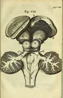 An illustration from Cerebri anatome : cui accessit nervorum descriptio et usus (1666)