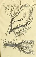 An illustration from Cerebri anatome : cui accessit nervorum descriptio et usus (1666)