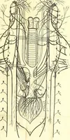 An illustration from Cerebri anatome : cui accessit nervorum descriptio et usus (1666)