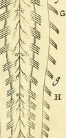 An illustration from Cerebri anatome : cui accessit nervorum descriptio et usus (1666)
