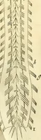 An illustration from Cerebri anatome : cui accessit nervorum descriptio et usus (1666)
