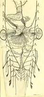 An illustration from Cerebri anatome : cui accessit nervorum descriptio et usus (1666)