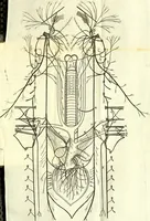 An illustration from Cerebri anatome : cui accessit nervorum descriptio et usus (1666)