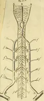 An illustration from Cerebri anatome : cui accessit nervorum descriptio et usus (1666)