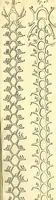 An illustration from Cerebri anatome : cui accessit nervorum descriptio et usus (1666)
