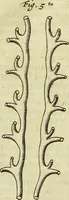 An illustration from Cerebri anatome : cui accessit nervorum descriptio et usus (1666)