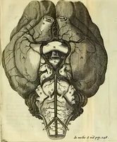 An illustration from Cerebri anatome : cui accessit nervorum descriptio et usus (1666)