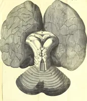 An illustration from Cerebri anatome : cui accessit nervorum descriptio et usus (1666)