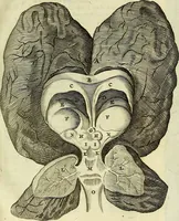 An illustration from Cerebri anatome : cui accessit nervorum descriptio et usus (1666)