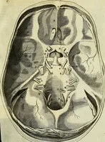 An illustration from Cerebri anatome : cui accessit nervorum descriptio et usus (1666)
