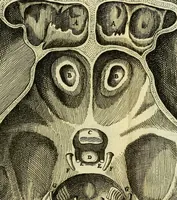 An illustration from Cerebri anatome : cui accessit nervorum descriptio et usus (1666)