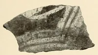 An illustration from Certain archaeological investigations in Trinidad, British West Indies (1918)