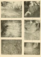 An illustration from Certain archaeological investigations in Trinidad, British West Indies (1918)
