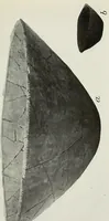 An illustration from Certain Caddo sites in Arkansas (1920)
