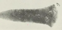 An illustration from Certain Caddo sites in Arkansas (1920)