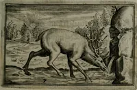An illustration from Cervvs, hoc est, qvæ per cervvm significata fvere sacris Ægyptiorvm literis. Der Hirsch, vnd Bedeutung der Figuren desselben, welche bey den weisesten Leuten in Egypten breuchlich gewesen sein (1602)