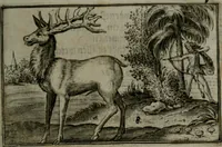 Picture 13 of 21 from Cervvs, hoc est, qvæ per cervvm significata fvere sacris Ægyptiorvm literis. Der Hirsch, vnd Bedeutung der Figuren desselben, welche bey den weisesten Leuten in Egypten breuchlich gewesen sein (1602), leaf 24