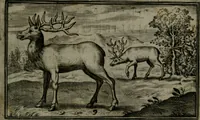 Picture 14 of 21 from Cervvs, hoc est, qvæ per cervvm significata fvere sacris Ægyptiorvm literis. Der Hirsch, vnd Bedeutung der Figuren desselben, welche bey den weisesten Leuten in Egypten breuchlich gewesen sein (1602), leaf 26