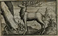 An illustration from Cervvs, hoc est, qvæ per cervvm significata fvere sacris Ægyptiorvm literis. Der Hirsch, vnd Bedeutung der Figuren desselben, welche bey den weisesten Leuten in Egypten breuchlich gewesen sein (1602)
