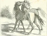 An illustration from Cham (1853)