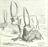 An illustration from Cham (1853)