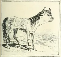 An illustration from Cham (1853)