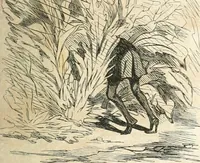 An illustration from Cham (1853)