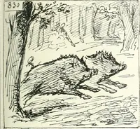 An illustration from Cham (1853)