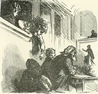 An illustration from Cham (1853)