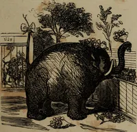 Picture 44 of 706 from Cham (1853), leaf 28