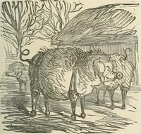 Picture 128 of 736 from Cham (1853), leaf 74