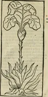 An illustration from Champ fleury : au quel est contenu lart & science de la deue & vraye proportio[n] des lettres attiques, quo[n] dit autreme[n]t lettres antiques, & vulgairement lettres romaines proportionnes selon le corps & visage humain ... (1529)